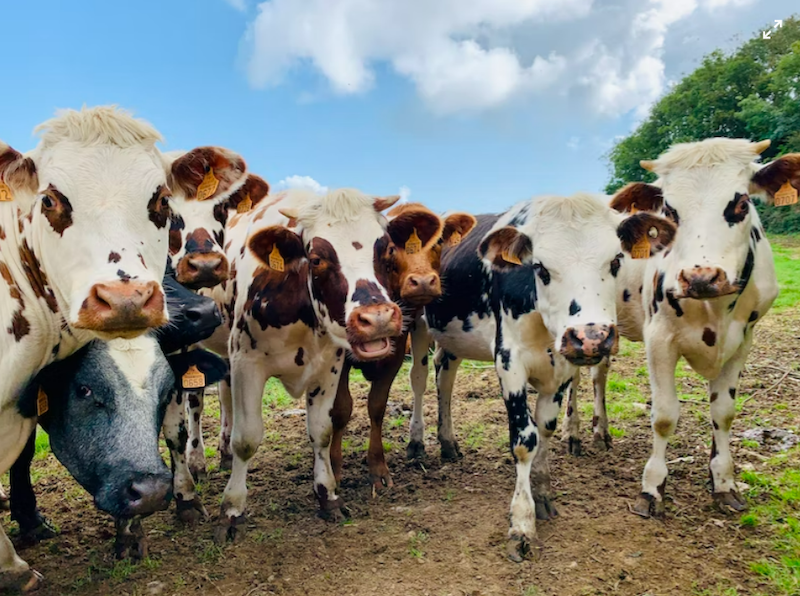 How Much Does a Cow Cost? A Comprehensive Guide (2023)